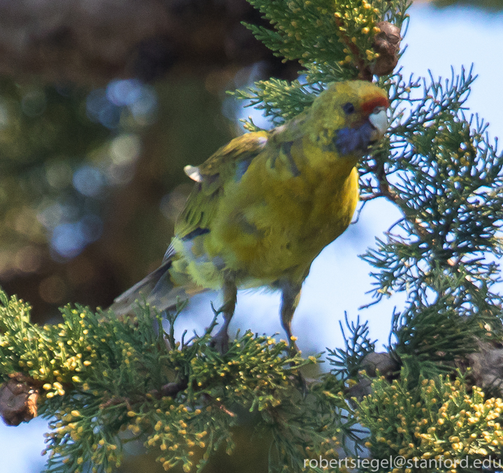 green rosella